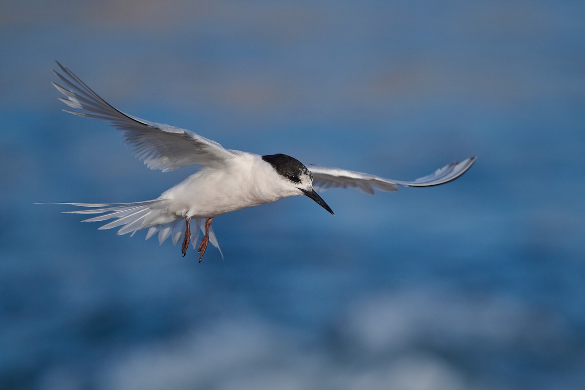 White-fronted Tern - ML615479431