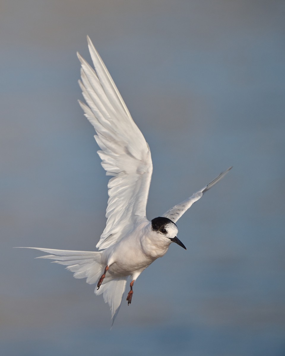 White-fronted Tern - ML615479432