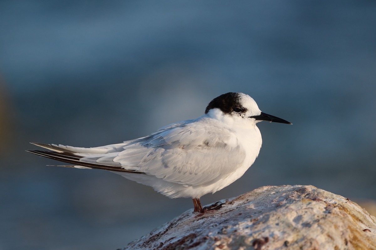 White-fronted Tern - ML615479436