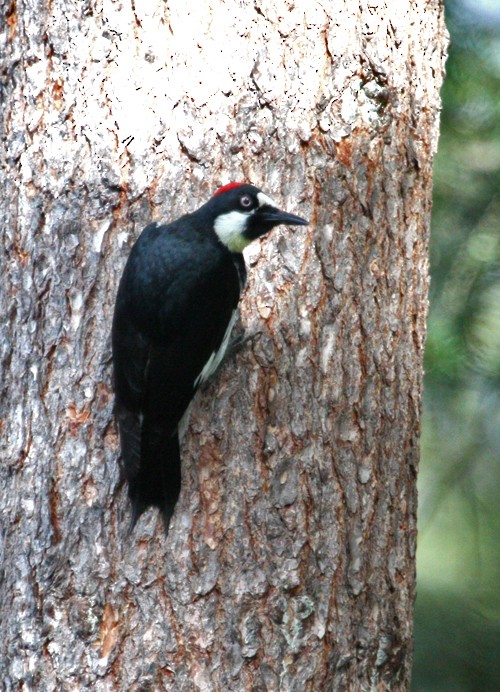 Acorn Woodpecker - ML615479538