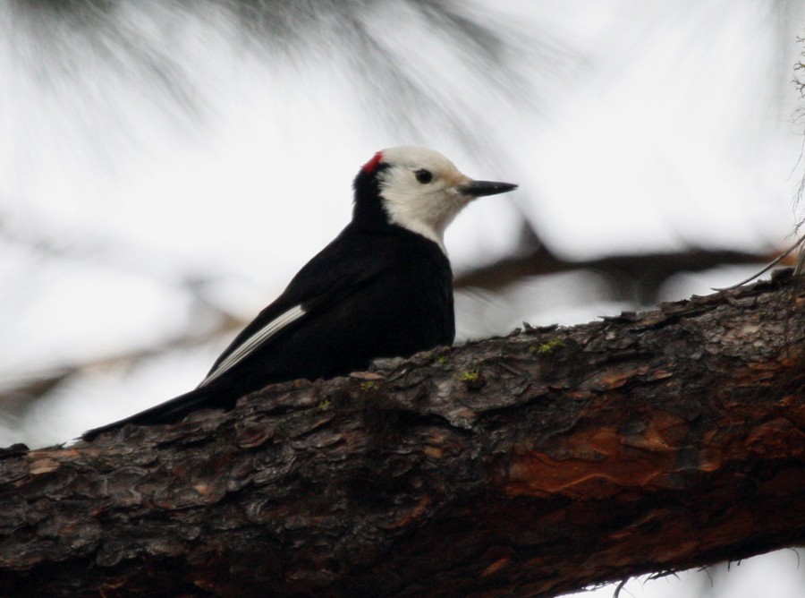 White-headed Woodpecker - ML615479610