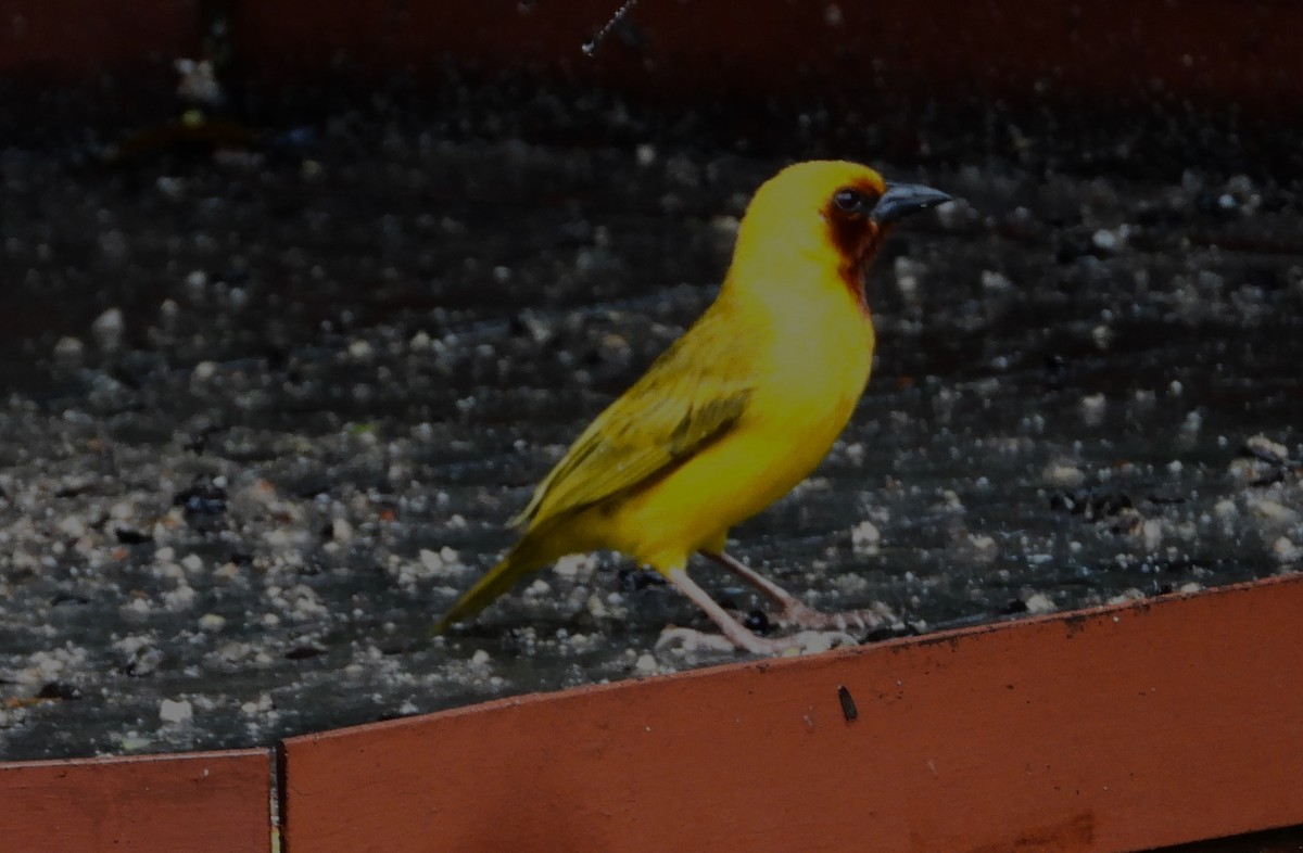 Southern Brown-throated Weaver - ML615479803