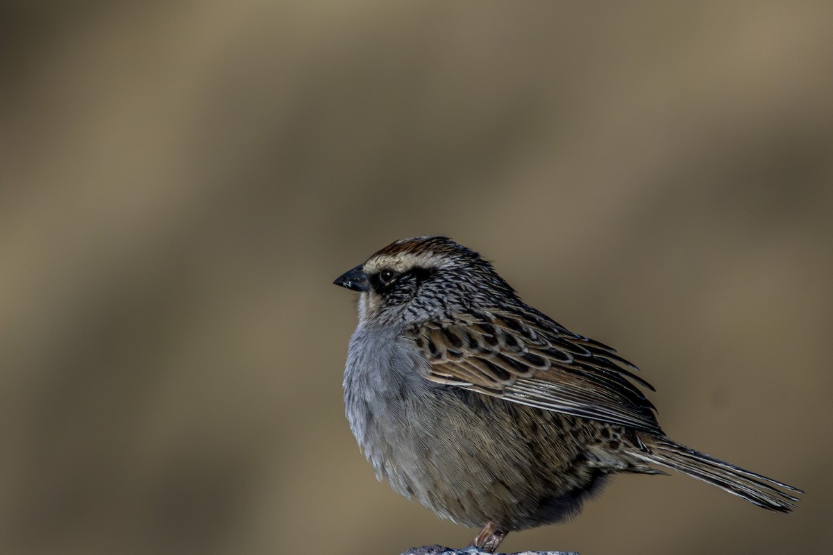 Striped Sparrow - ML615479951