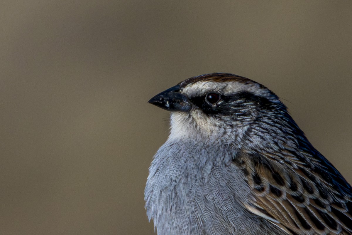 Striped Sparrow - ML615479953