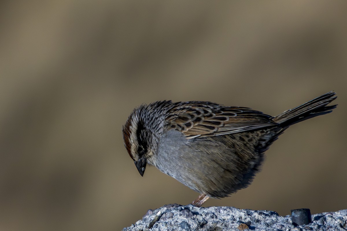 Striped Sparrow - ML615479954