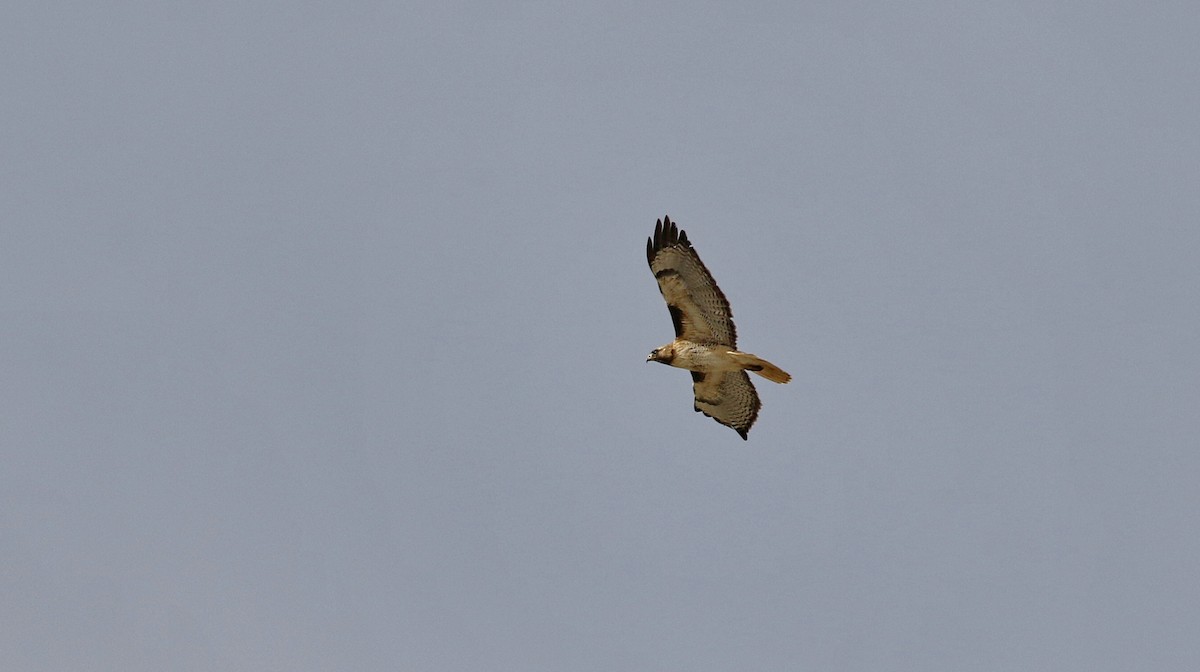Red-tailed Hawk - ML615479970