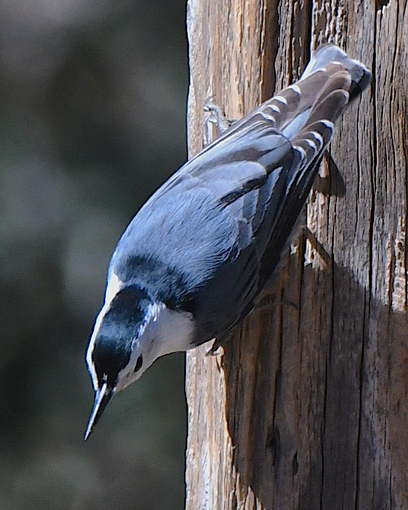 White-breasted Nuthatch (Interior West) - ML615479974