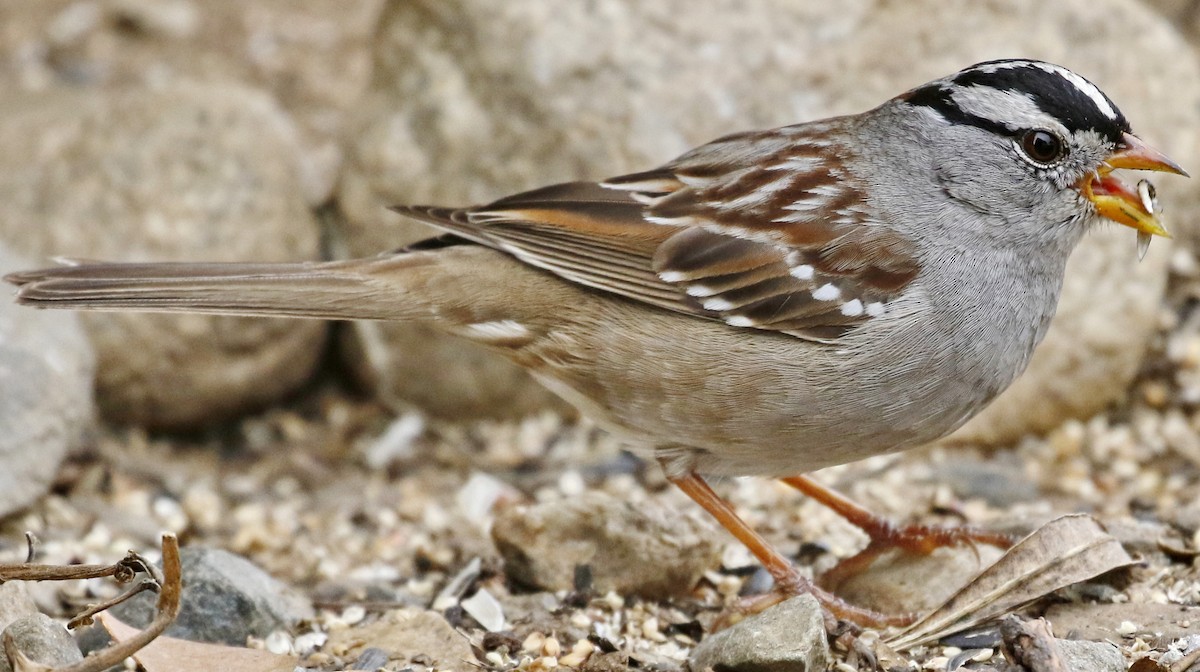 White-crowned Sparrow - ML615479982