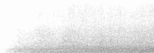 Weißstirn-Seeschwalbe - ML615479985