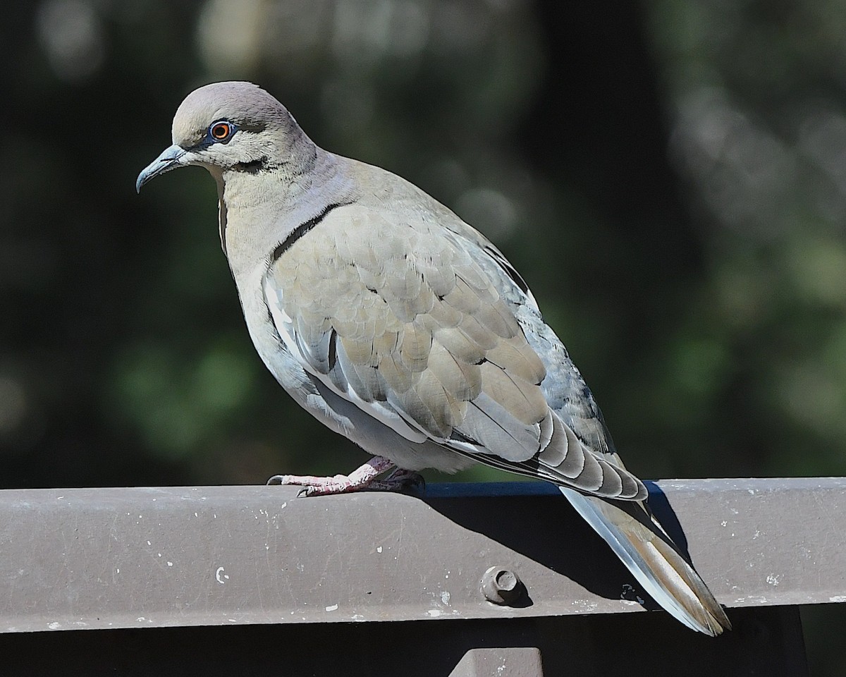 White-winged Dove - ML615480049