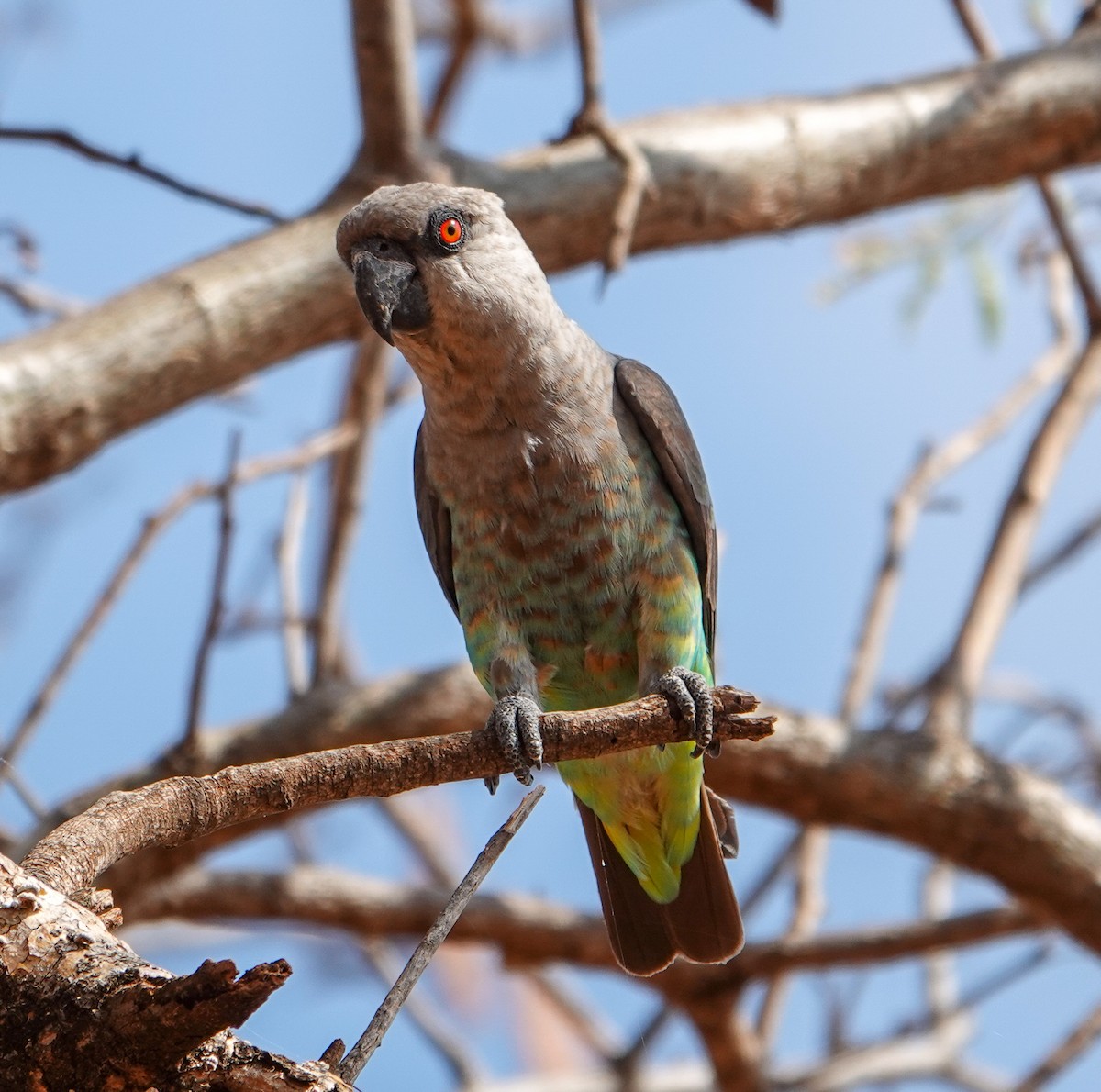 Red-bellied Parrot - ML615480092
