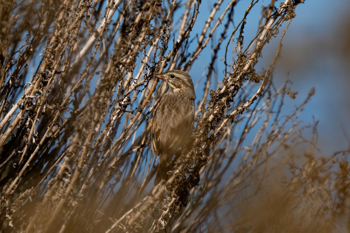 Savannah Sparrow (Large-billed) - Andrea C