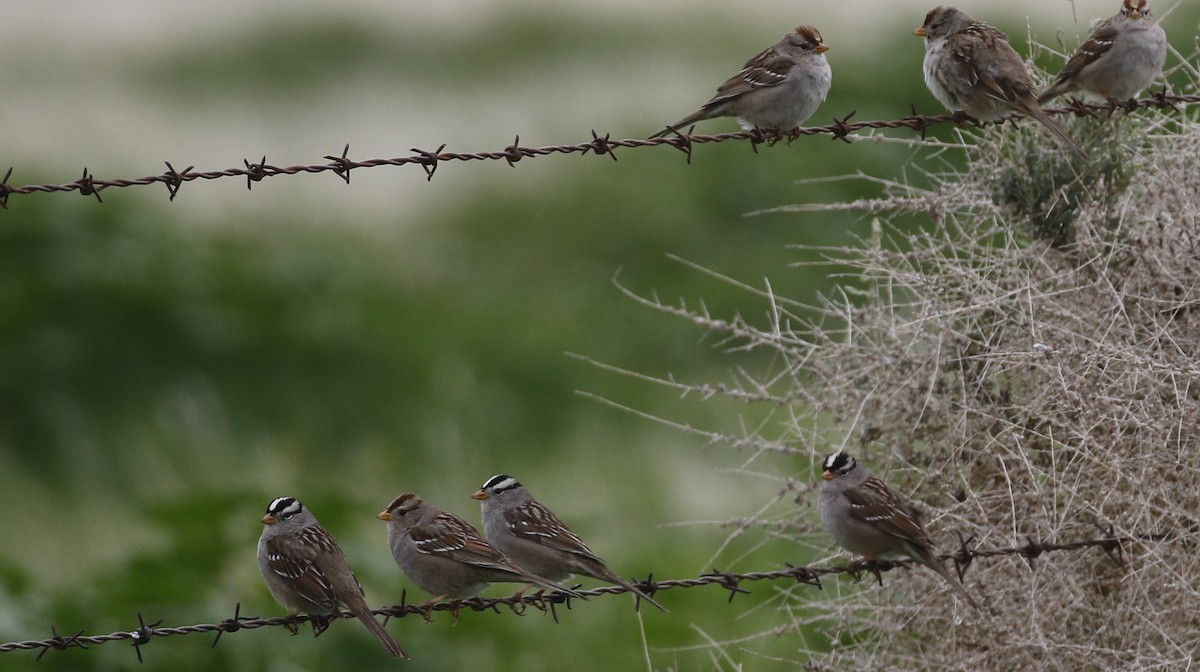 White-crowned Sparrow - ML615480177