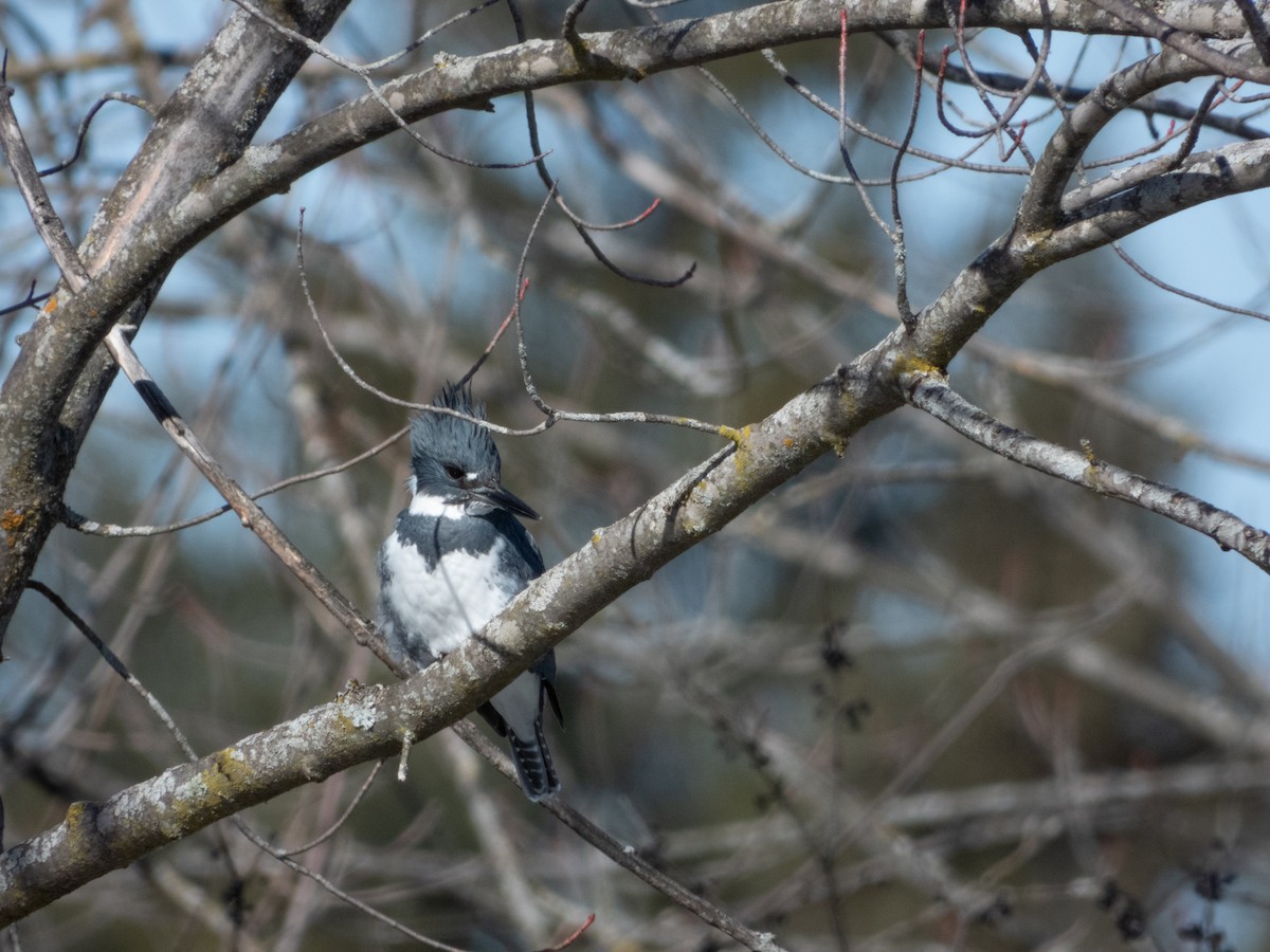 Belted Kingfisher - ML615480183