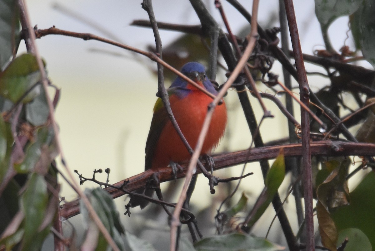 Painted Bunting - ML615480321