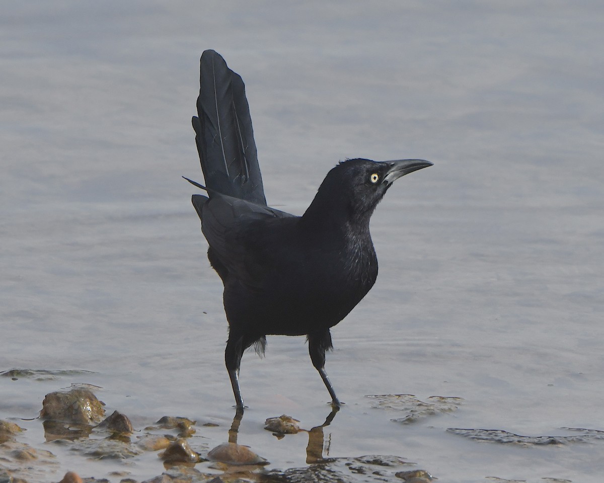 Great-tailed Grackle - ML615480451