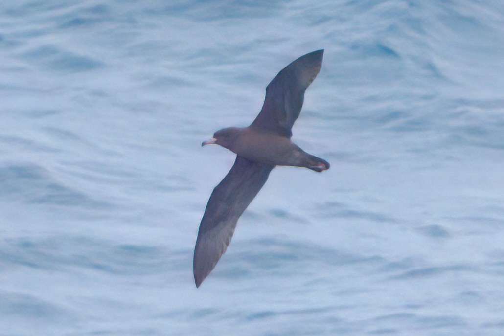 Flesh-footed Shearwater - ML615480493