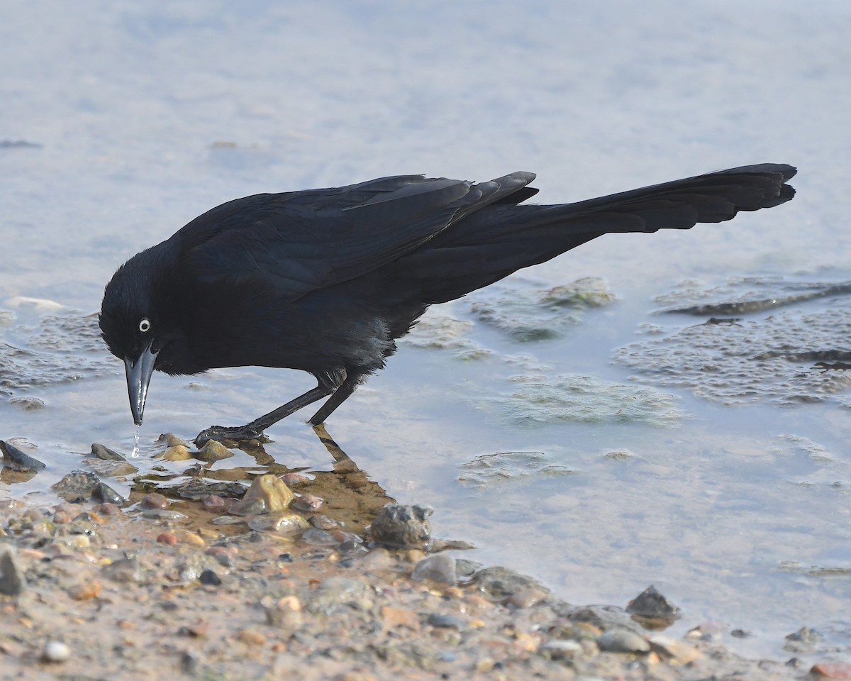 Great-tailed Grackle - ML615480616