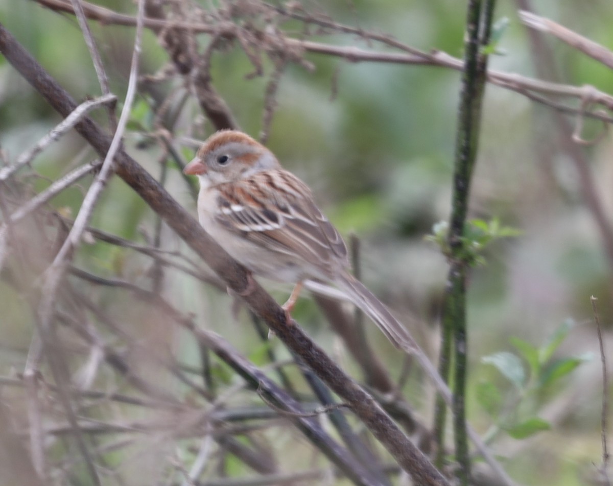 Field Sparrow - ML615480676