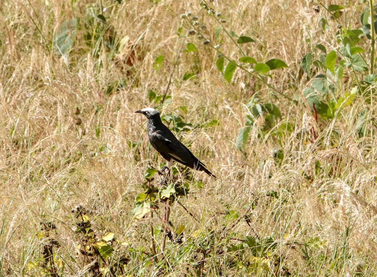 White-crowned Starling - ML615480848