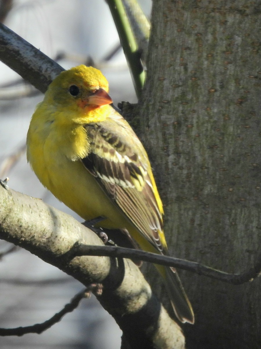 eBird Checklist - 29 Feb 2024 - Home Tweet Home - 10 species