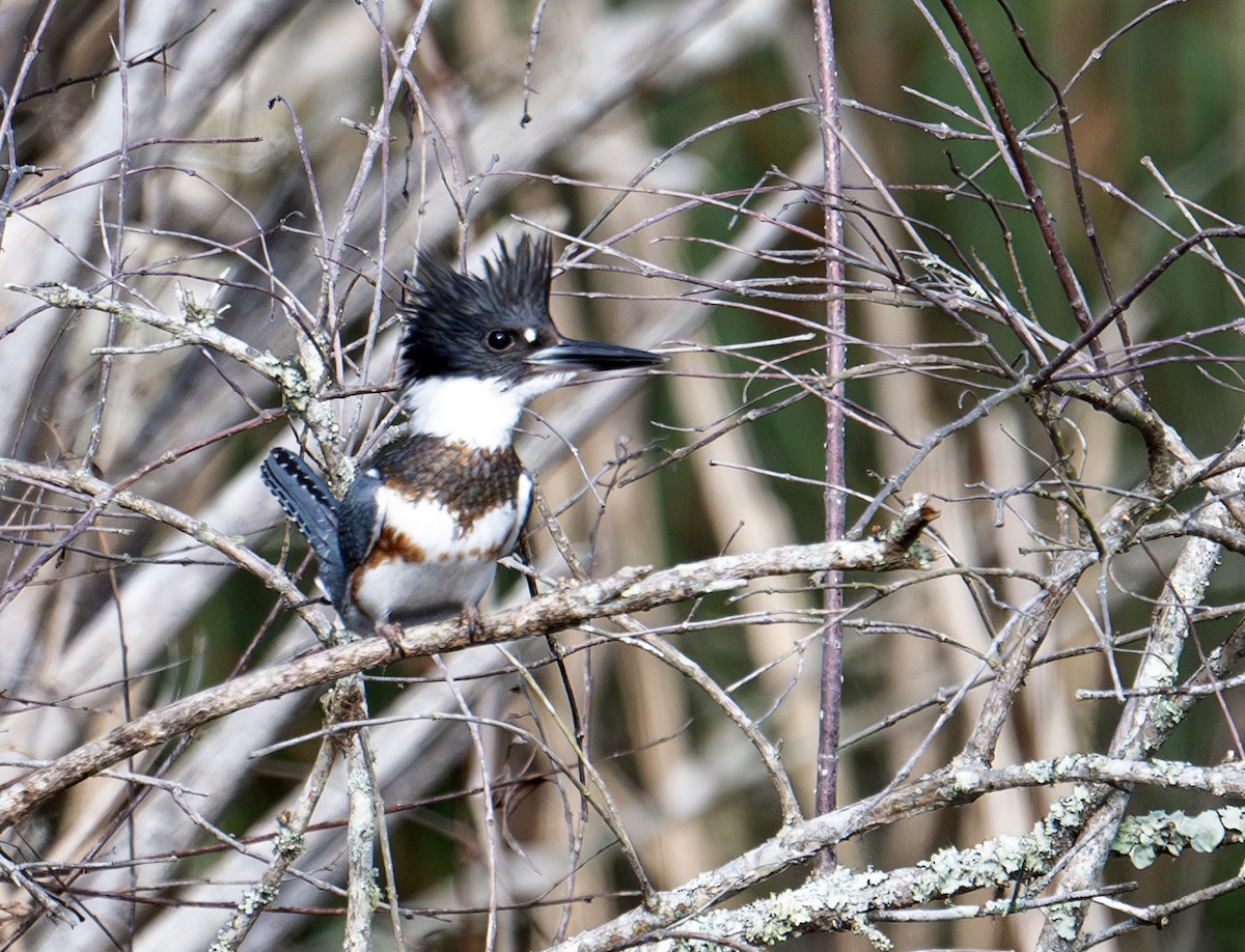 Belted Kingfisher - ML615481055