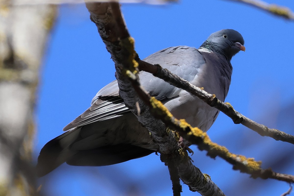 Common Wood-Pigeon - ML615481334