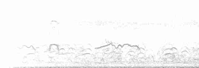 Новозеландский кулик-сорока - ML615481517