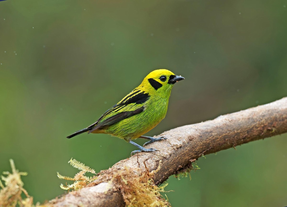 Emerald Tanager - ML615481799