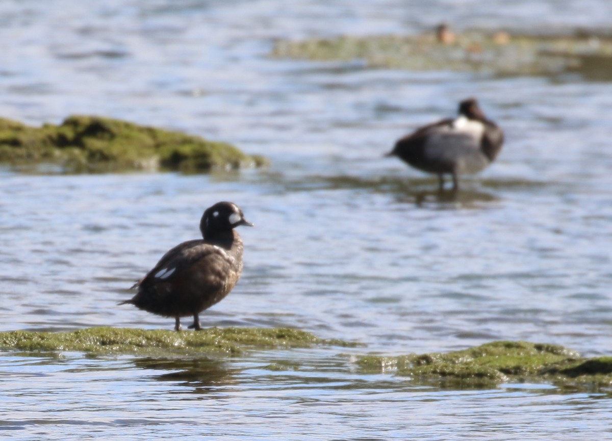 Harlequin Duck - Don Coons