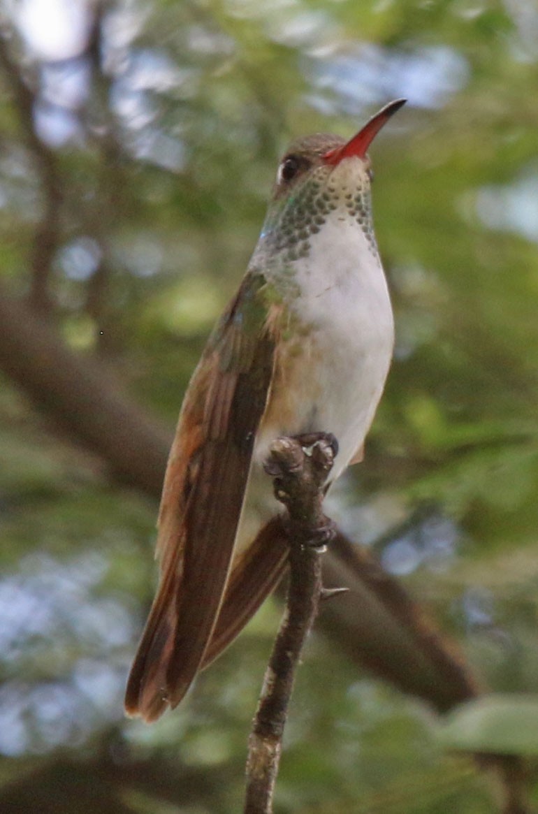 Amazilia Hummingbird - ML615482872