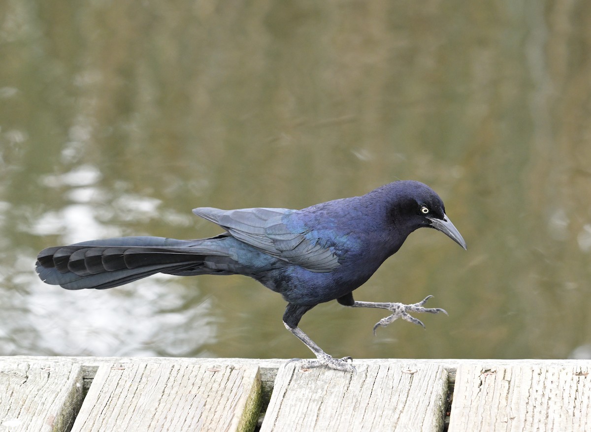 Great-tailed Grackle - ML615483142