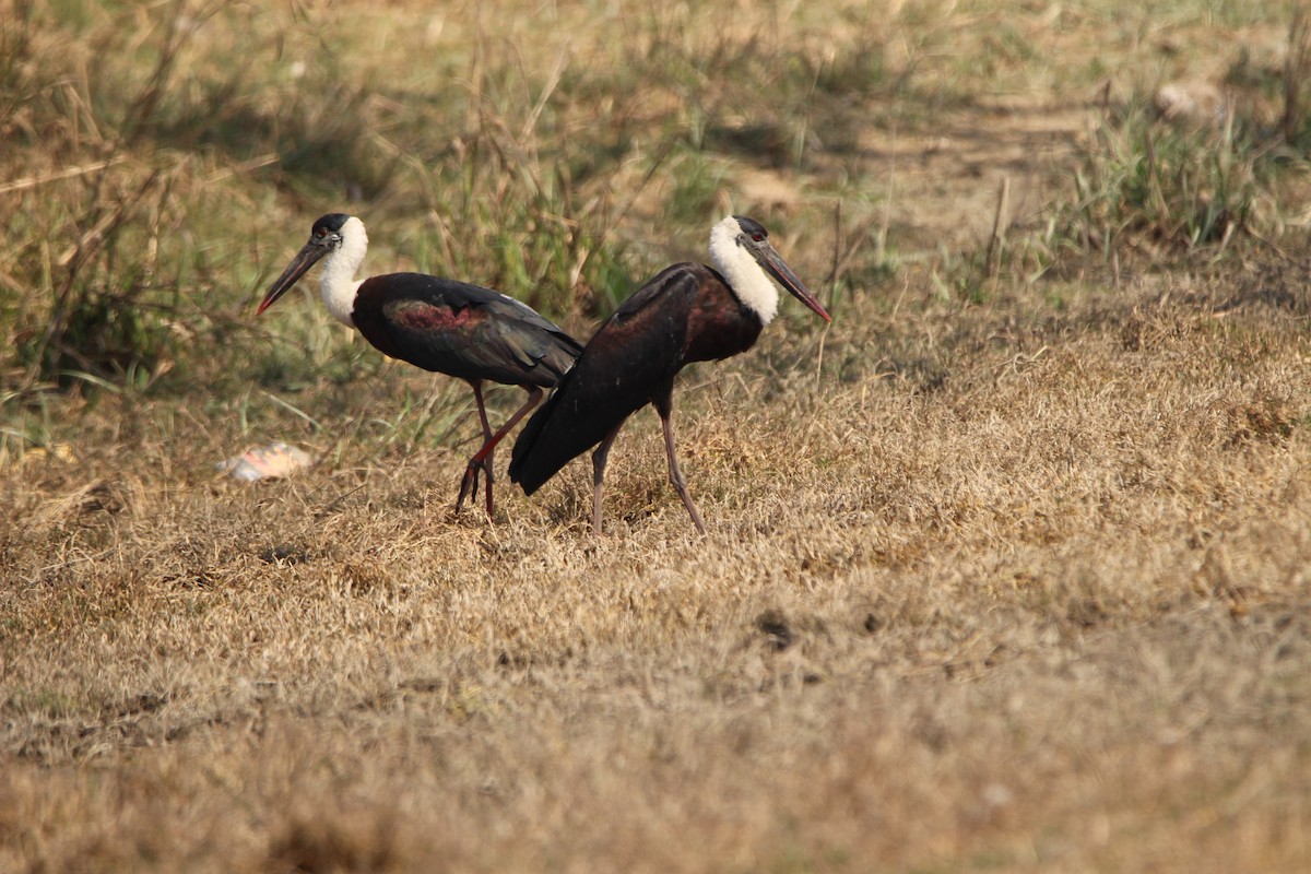Asian Woolly-necked Stork - ML615483191