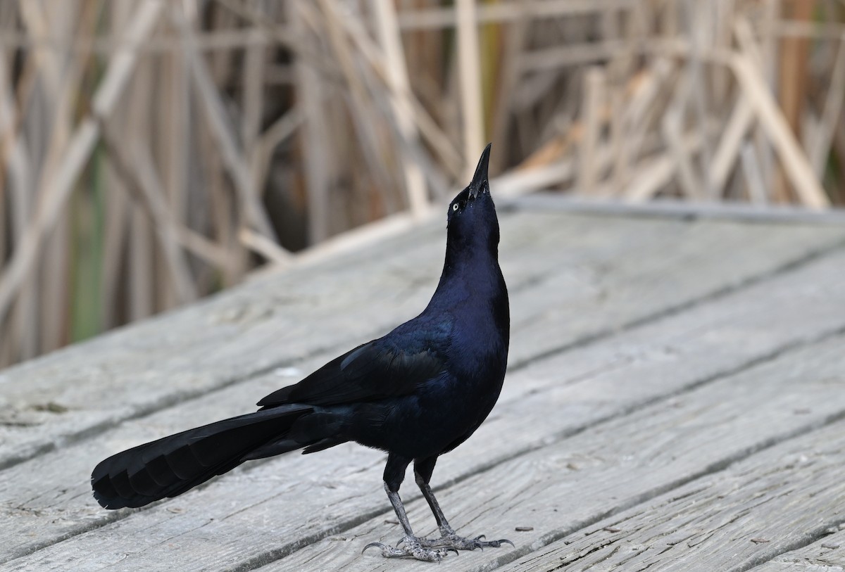 Great-tailed Grackle - ML615483297