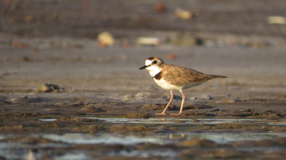 Collared Plover - ML615483466