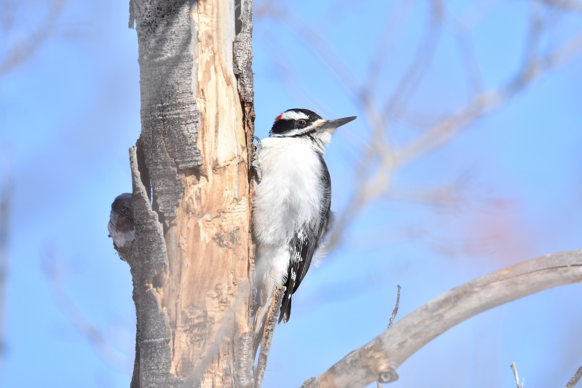 eBird Checklist - 29 Feb 2024 - Medicine Bow NF--Tie City Trailhead ...