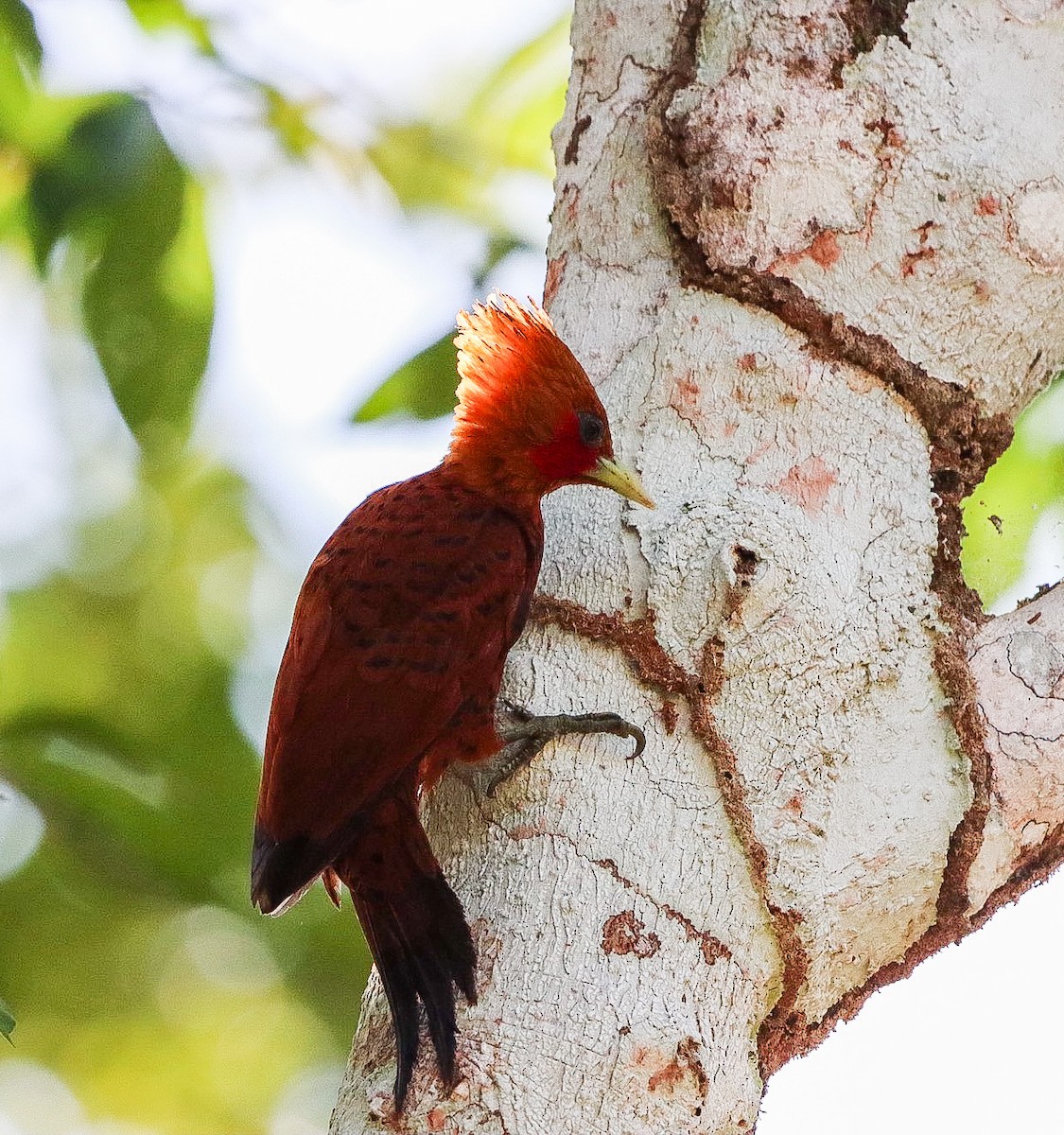 Chestnut-colored Woodpecker - ML615483580