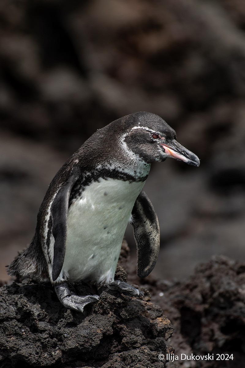 Galapagos Penguin - Ilija Dukovski