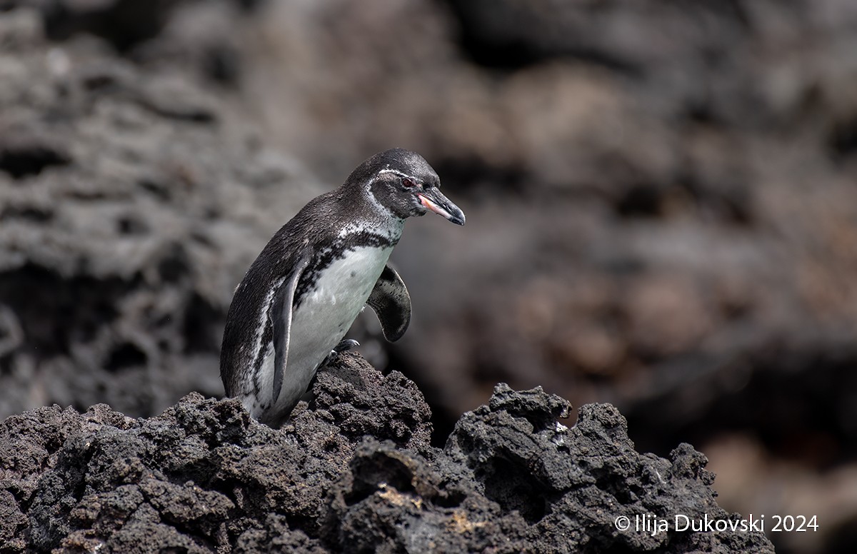 Galapagos Penguin - Ilija Dukovski