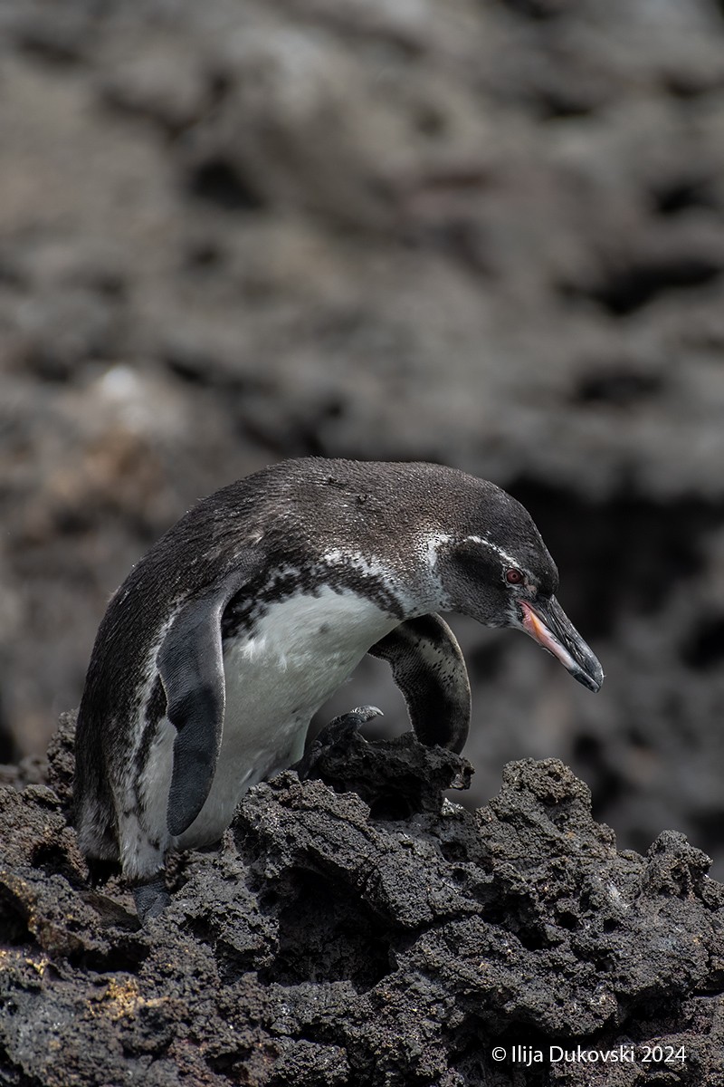 Галапагосский пингвин - ML615483720
