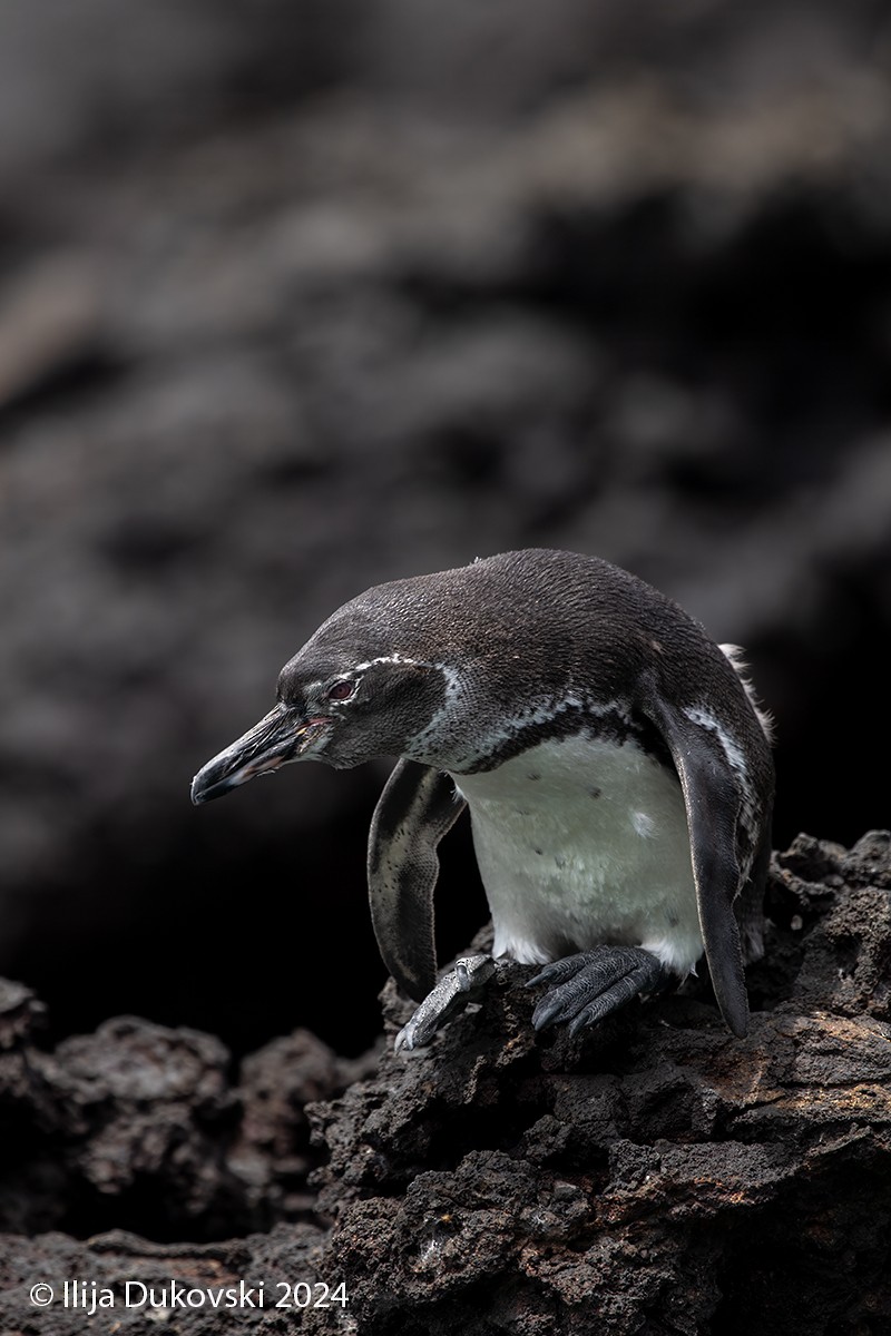 Галапагосский пингвин - ML615483721