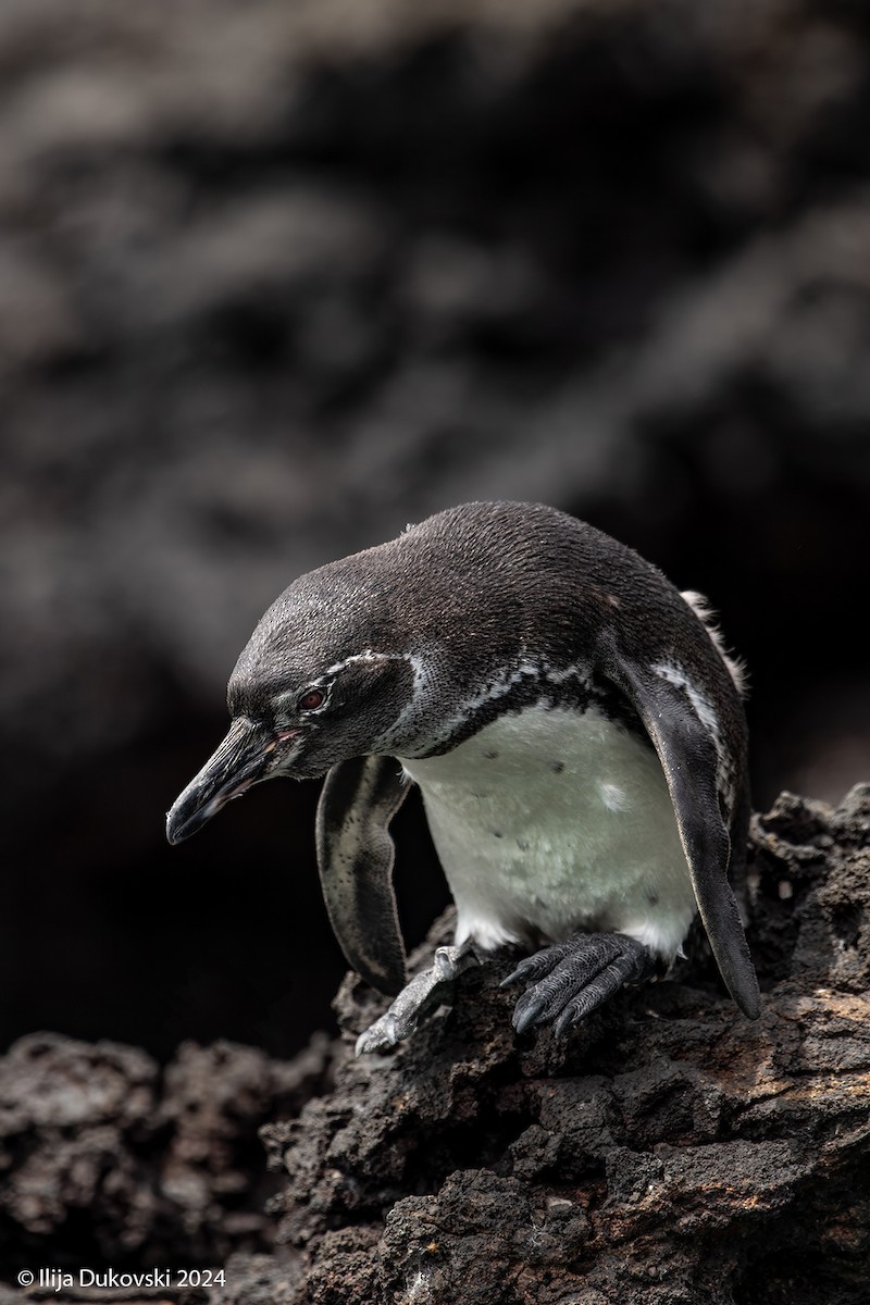Pingüino de Galápagos - ML615483722
