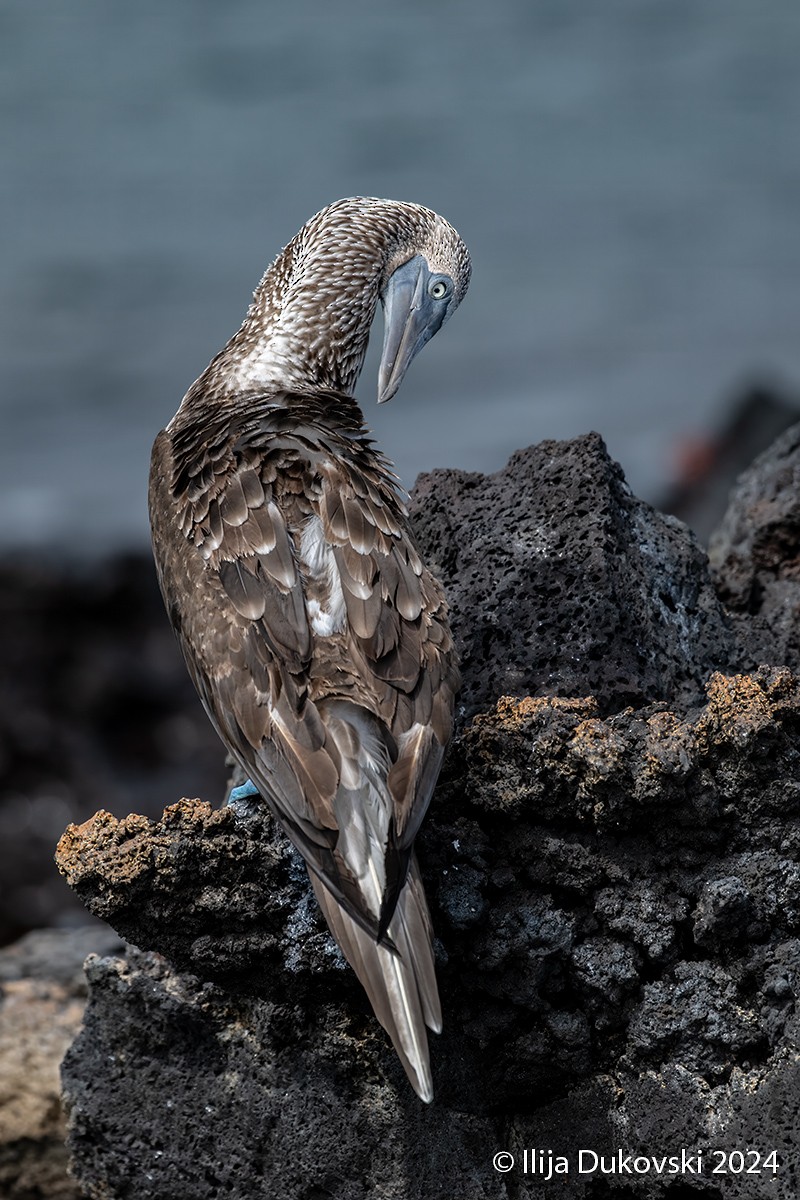 Blue-footed Booby - ML615483781
