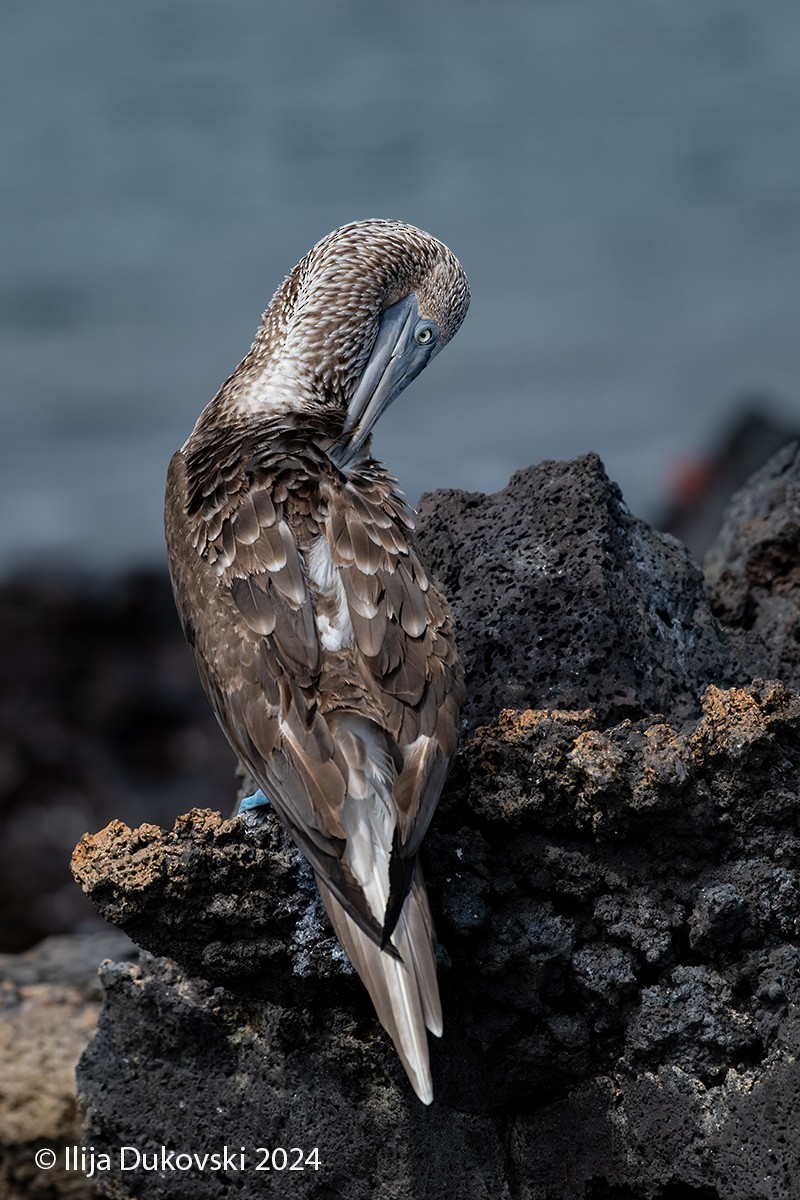 Blue-footed Booby - ML615483783