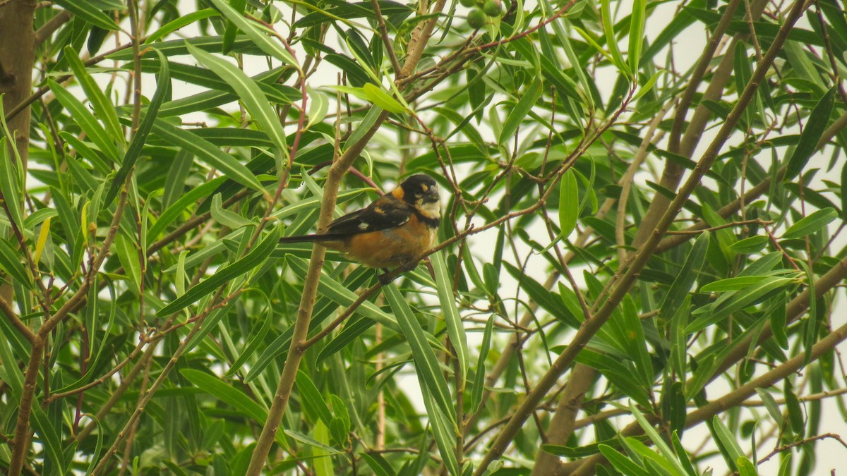 Rusty-collared Seedeater - ML615483968