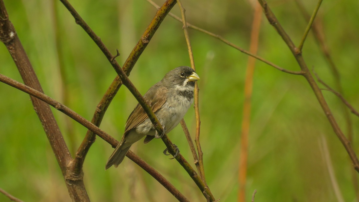Double-collared Seedeater - ML615483974