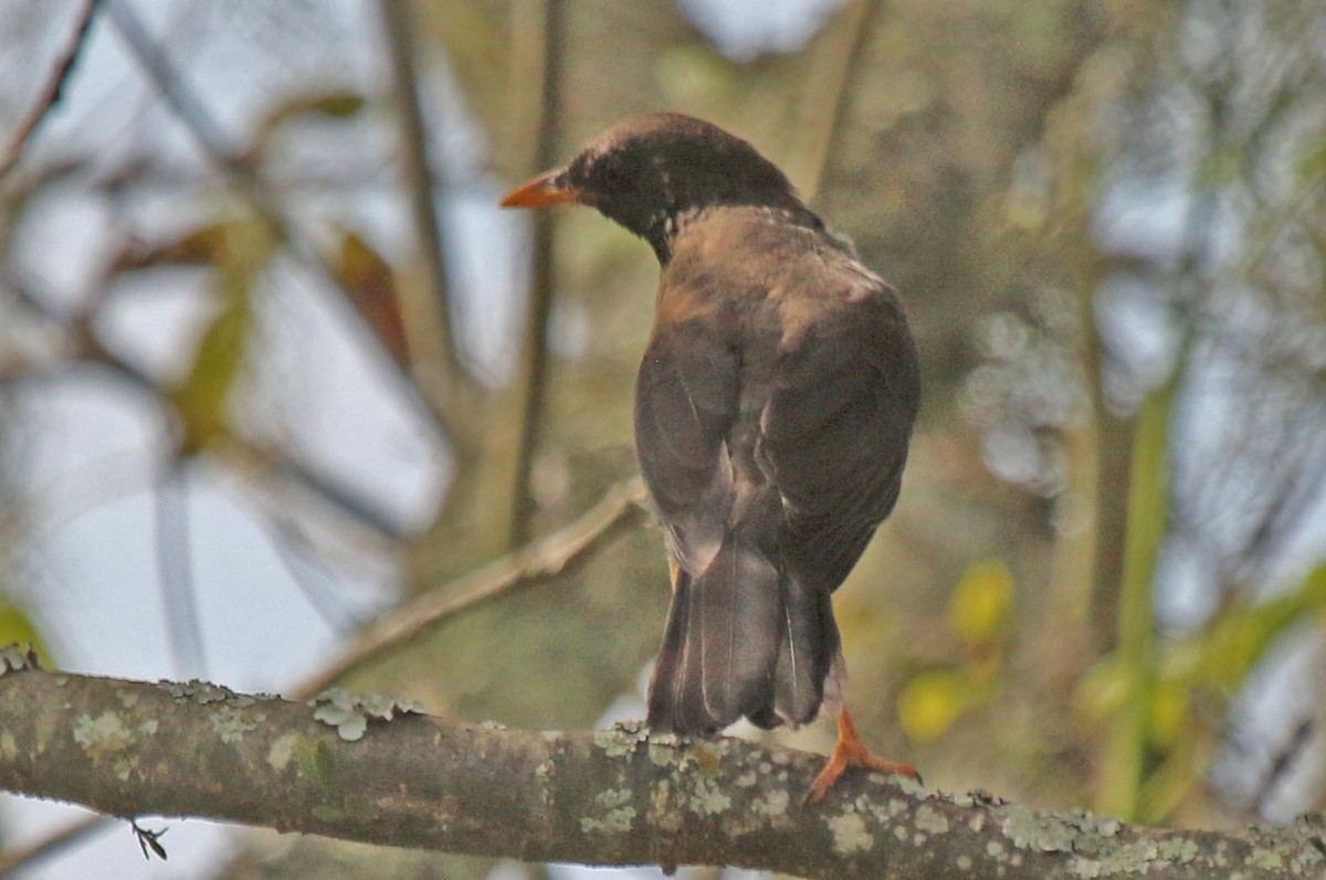 Great Thrush - Joan and/or George Sims