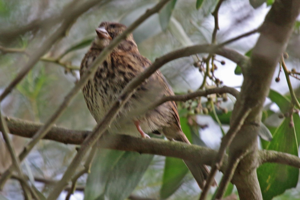 Rufous-collared Sparrow - ML615484166