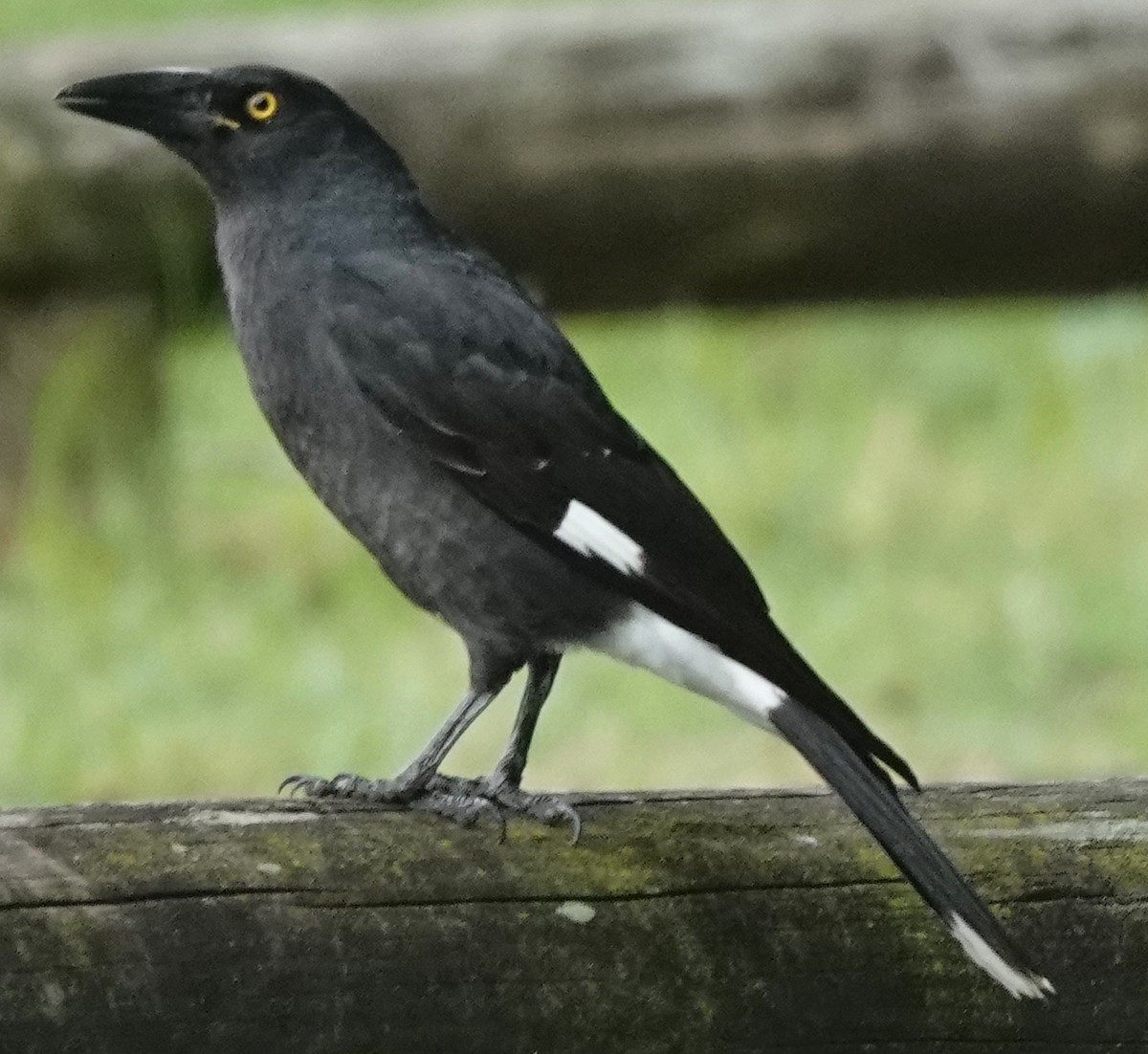 Pied Currawong - ML615484289