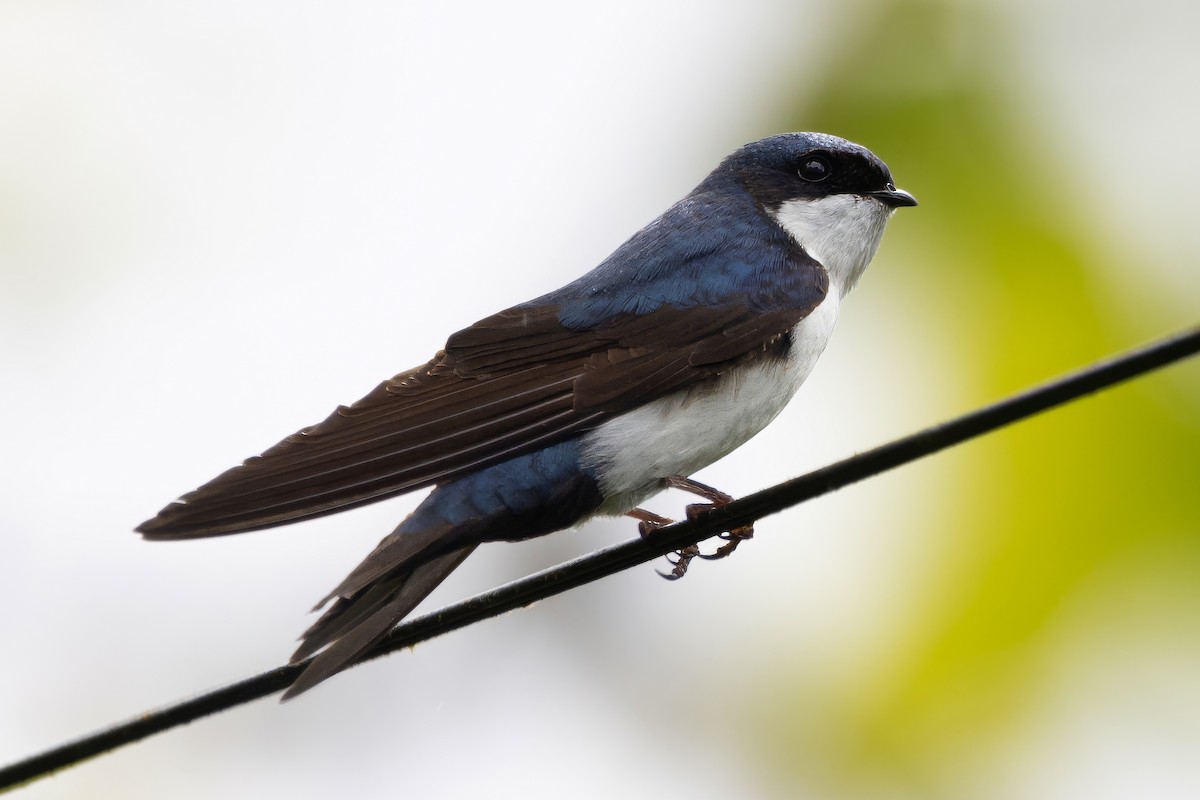 Blue-and-white Swallow - Briana Fisher